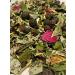 Herbal tea "Altai" 300g mountain rash fee - Buy Online on GoSupps.com