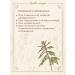 Herbs Can Motherwort is dried grass 150 graphs - Buy Online on GoSupps.com