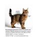 PetLeader Popon postoperative for cats on Velcro - Buy Online on GoSupps.com