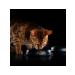 PRO PLAN Cat food for a humid sensitive turkey 85 g 10 pcs - Buy Online on GoSupps.com