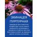 Spring of Health Vitamins for immunity with echinacea Biotic immunity - Buy Online on GoSupps.com