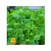 Ilyinsky sprouts Clover Red Seeds for Microsenerena 1 kg - Buy Online on GoSupps.com