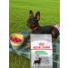 ROYAL CANIN Mini digestive food for dogs with problem -based digestion 3kg - Buy Online on GoSupps.com
