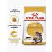 ROYAL CANIN Dry food Maine Coon Adult for cat cats Maine Kun 2kg - Buy Online on GoSupps.com