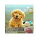 DogPet Delicacies of trout slices for cats and dogs 200 g - Buy Online on GoSupps.com