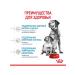 ROYAL CANIN Dry food Medium Starter for medium breeds 12 kg - Buy Online on GoSupps.com