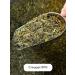 BASKEY Green Chinese sencha tea with leaf spray wholesale 400 g - Buy Online on GoSupps.com