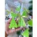 TaTiMi Handmade fracture fir tree symbol of the new year 2026. 6 pcs - Buy Online on GoSupps.com