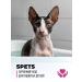 SPETS Sphinx shampoo unsteady and short -haired cats - Buy Online on GoSupps.com