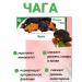 LekraSet Chaga 50g - 3 units - Buy Online on GoSupps.com