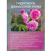 FLORIHANA Cleaning Facial Face 3 rose - Buy Online on GoSupps.com