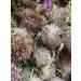 Tula Herbalist Thistle grass (buds and flowers) collection July 2025 - Buy Online on GoSupps.com
