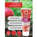 Fly agaric against Face cream from wrinkles moisturizing anti -aging 2 pcs - Buy Online on GoSupps.com