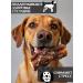 FOR RODENT DOG Dog treats bull root (base) 10 cm 1000 g - Buy Online on GoSupps.com