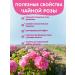 Herbs of the Crimean Mountains Tea in herbal bags with a Crimean rose 20 pcs our tea - Buy Online on GoSupps.com