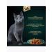 Sheba Wet food for adult cats chicken in jelly 75g x 28pcs - Buy Online on GoSupps.com