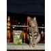 Kitekat Wet food for cats tidy lamb in sauce 85 g x 28pcs - Buy Online on GoSupps.com
