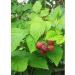 Useful herbs Raspberry leaves 40g - Buy Online on GoSupps.com