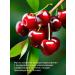 WIPLUS Cherry kernel oil - Buy Online on GoSupps.com