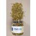 Floris Daisy dried tea flowers 40 g - Buy Online on GoSupps.com