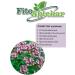 PHYTOAPTHECARIAN Oregano grass 1 kg - Buy Online on GoSupps.com