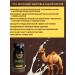Capsules Shafiya Camel Milk and Urina - Buy Online on GoSupps.com