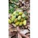 COCOA KRUTOV Cocoa tree seeds manual bulkhead Ecuador 500 gr - Buy Online on GoSupps.com