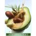 sadoer Cream for body lotion perfumed with avocado - Buy Online on GoSupps.com