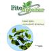 PHYTOAPTHECARIAN Ginkgo biloba sheet 250 gr - Buy Online on GoSupps.com
