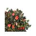Fujian Wu Long Green Ti Green tea strawberries with ulun cream - Buy Online on GoSupps.com