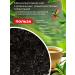 IMPRA Black Ceylon tea 200 g 3 pcs - Buy Online on GoSupps.com