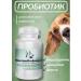 Probiotic for dogs lactobacilli improvement of gastrointestinal microflora