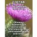 ALTAI NECTAR Phytocomplex restoring milk thistle for the liver - Buy Online on GoSupps.com