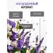 Krestovnikov Brothers Plant Liquid soap perfumed bathing pachuli lavender - Buy Online on GoSupps.com