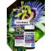 Doctor Arsenin Passiflora Syrup Valerian Motherland from nervous disorders - Buy Online on GoSupps.com