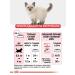 ROYAL CANIN Kitten Kitten 2kg Kittens - Buy Online on GoSupps.com