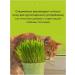 AnimadelicacieLabs Grass for cats seeds for germination 50g - Buy Online on GoSupps.com