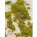 Africa Natural Gotha Kola grass (centella) crushed 100g - Buy Online on GoSupps.com