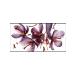Tanishka Cosmetic oil kumkumadi 30ml kumkumadi oil - Buy Online on GoSupps.com