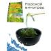 GREENFOOD Sea grapes of food umi Budo 10*30 g - Buy Online on GoSupps.com