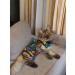 abentex Popon postoperative for cats - Buy Online on GoSupps.com