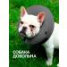 Pet protect Collar for cats and dogs - Buy Online on GoSupps.com
