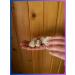 Natural face and body peeling - Rushul - Buy Online on GoSupps.com