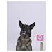 AVZ Four collar with a tail for dogs 65cm - Buy Online on GoSupps.com