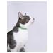 AVZ Four collar with ponytail for cats 35cm (green) - Buy Online on GoSupps.com