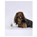 AVZ Feettal Combo suspension for puppies 7 ml - Buy Online on GoSupps.com