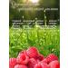 Elizaveta Set of shampoo and balm "Raspberry" 200ml - Buy Online on GoSupps.com