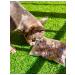 SMAK DOG Beef light delicacies for dogs 300 grams - Buy Online on GoSupps.com