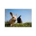 SMARTMEAL Beet beet melassa fodder for fishing and fertilizers - Buy Online on GoSupps.com