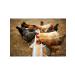 SMARTMEAL Beet beet melassa fodder for fishing and fertilizers - Buy Online on GoSupps.com